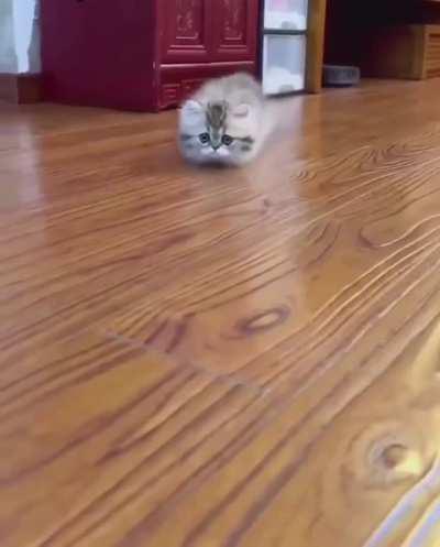 Parece não ter pernas