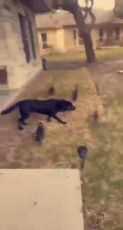 Their vision is based on movement