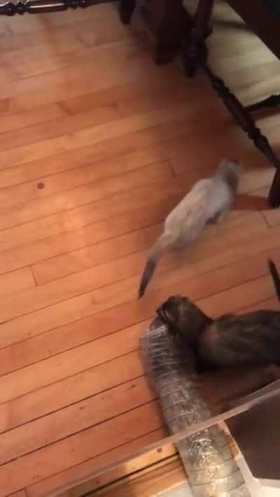 Ferret delivery system