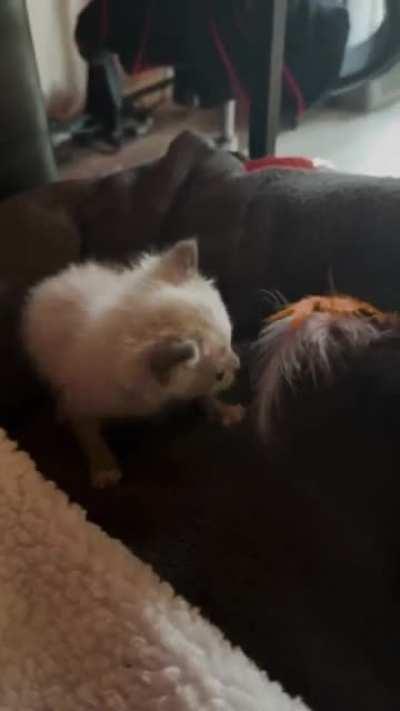 This is the first time she’s played on her own and my heart can’t take it. 🤍🤍