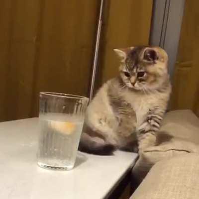 Catculating what is going on