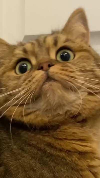 Not worthy of a king