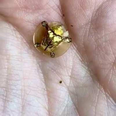 🔥 This beautiful Golden Tortoise beetle 🔥