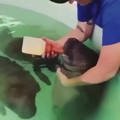 feeding a baby manatee, like a baby!