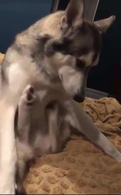 Почесуньки