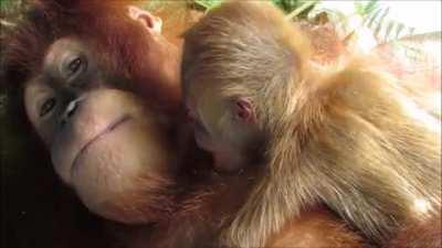 🔥 Mom orangutan with a newborn