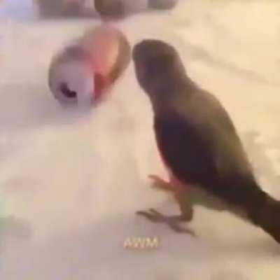 paraguaios são muito fofos