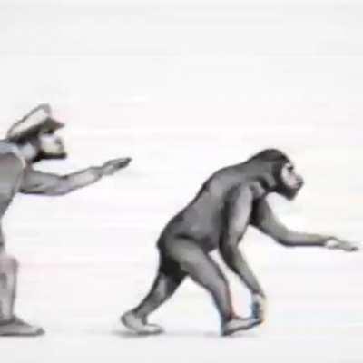 The evolution of human