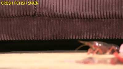 Kassandra barefoot Crawdads