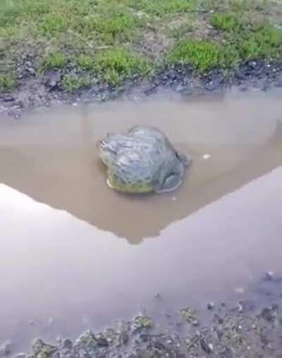 Skilled Hitfrog observes his surroundings and decides his type of approach before making the kill