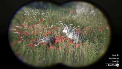 Don't cry for me...I'm already dead. Wolf crying over the body of another wolf