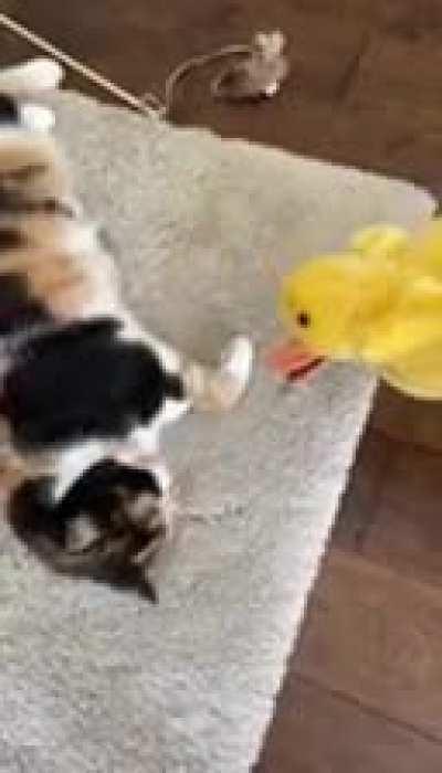 Our cat hates quarantine