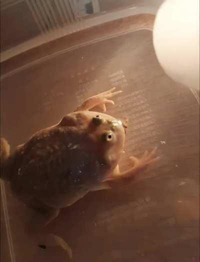 Killer Wednesday Frog slay his prey! Fatality !