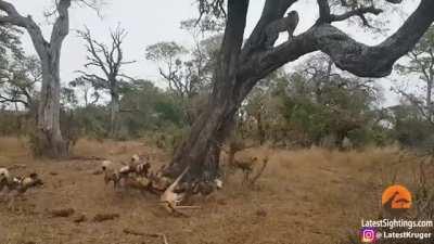 Three Way Face Off over an impala that’s still alive.