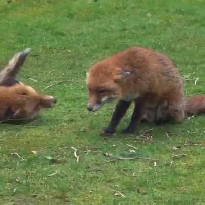 Foxes rest on the lawn