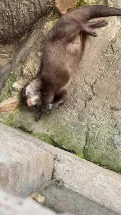 Lovely Trixie juggling this morning 🦦