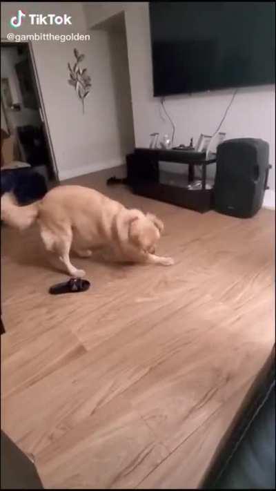 We are all going crazy in quarantine