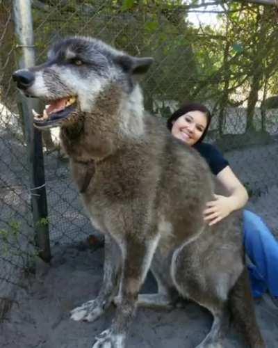 A bad dog owner dumped this wolfdog at a kill shelter when he got too big and too much to handle. Luckily a sanctuary took him instead and saved his life! His DNA testing came back as 87.5 % Gray Wolf, 8.6 % Siberian Husky, and 3.9 % German Shepherd
