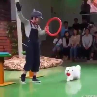 Les dejo un Michi brincando