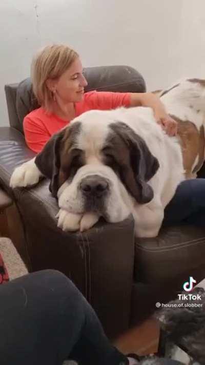 Lil Saint Bernard puppy (hope this isn't a repost)