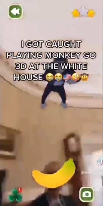 two monkeys one banana