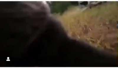 WCGW Filming a grizzly release