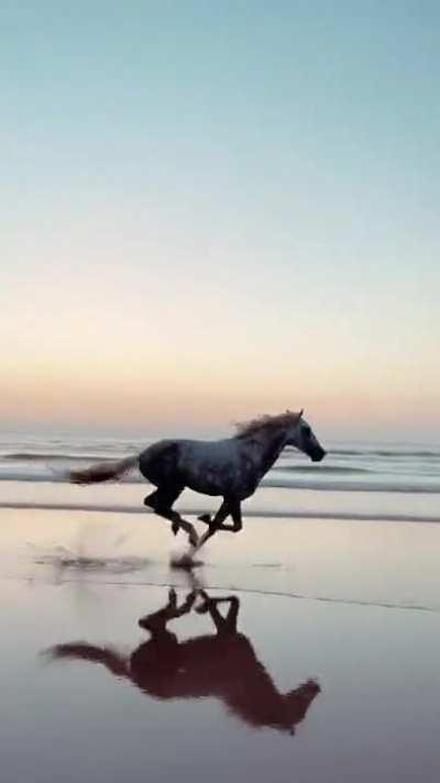 Full beast mode! This horse on a beach in Morocco and the smooth cinematographer who captured her
