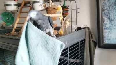 $400 worth of toys ignored in favor of a dirty towel