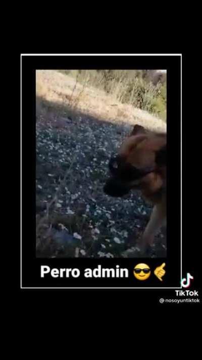 Perro admin😔👌