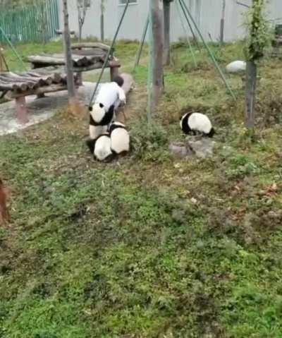 MAn tAKES A Lot oF shIT WHilE bEiNg ATTacKEd by bEARs...