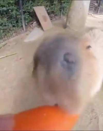 Motivational man helps Capybara munch on carrot vegetable