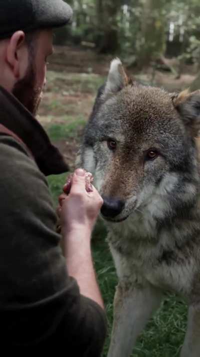 Feeding a grey woof