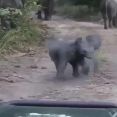 Bluff charges and fierce attitude.