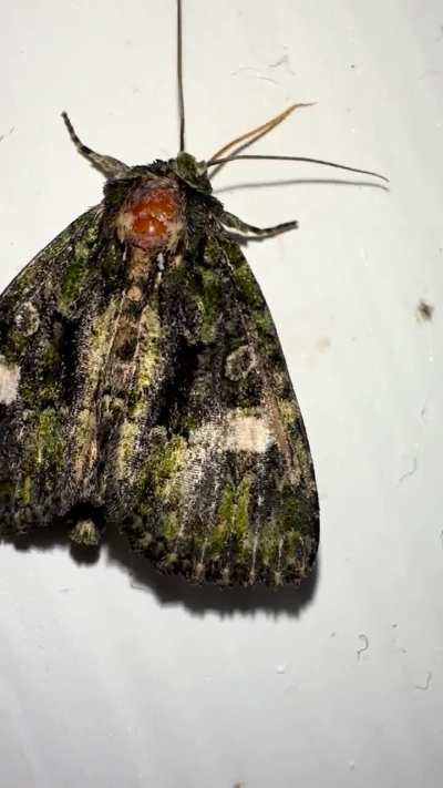 Found this Spotted Phosphila Moth in my bathroom. Does anyone know what is sticking out of its moth mouth?