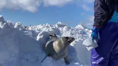 Seal and snow pile @aguhiyori