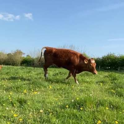 Majestic moo zoomies