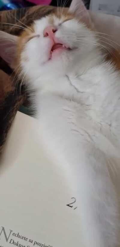 Reading is my pawssion