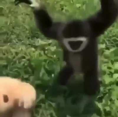 Mucinha e seu melhor amigo greninja:3