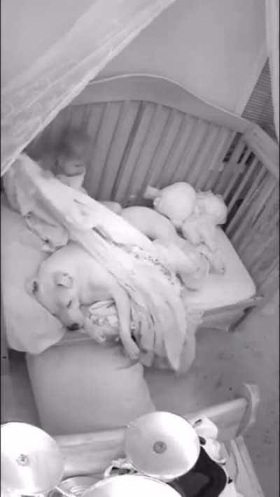 Little girl tucks in pitbull before bed