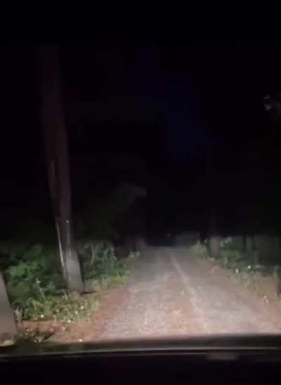 Woman has a scary encounter with something screaming in the wood at night.
