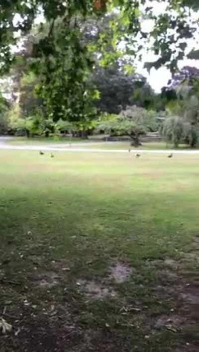 rageful monster attacké gentl quackerinis