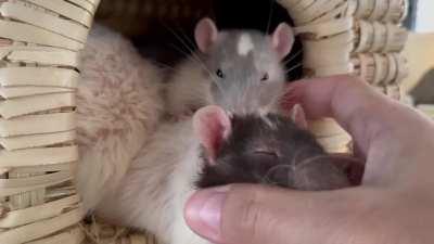 Four of my boys chilling inside their straw house (ignore the messy cage)