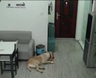 While the owner was sleeping, the dog opened the freezer, took out the ice cream, ate it and threw all the evidence in the trash😀🌈