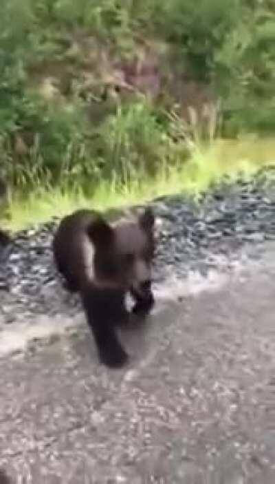 WCGW trying to pet a bear