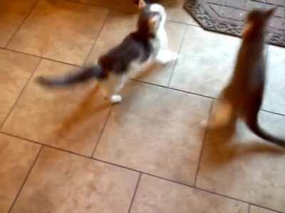 Pickles likes to walk in circles around various obstacles in the house, but sometimes gets stuck and should be interrupted before she spins herself dizzy