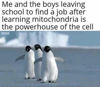 We don't even need to go to college