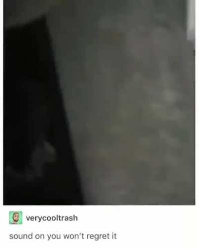 This cat is Vanessa Gekko confirmed