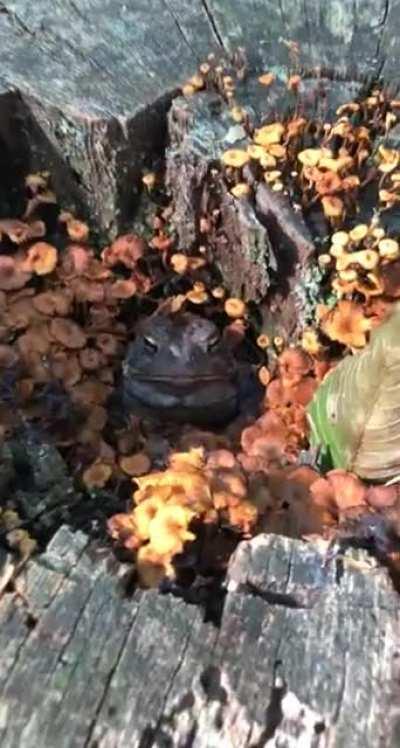 🔥 this large toad chilling in stump surrounded by orange mushrooms 🔥