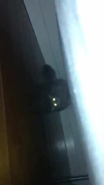 monster under the bed