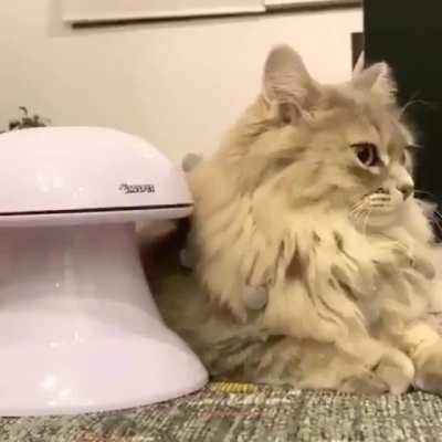 When your cat doesn’t care about your fancy toys